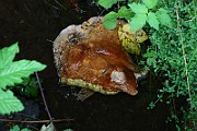 IMG_x0399