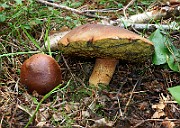 IMG_0857