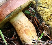 IMG_0860
