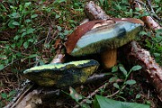 IMG_0865