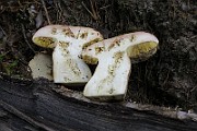 IMG_0065
