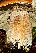 IMG_0323s