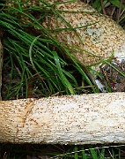 IMG_1944