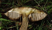 IMG_1979
