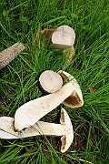 IMG_0727