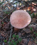 IMG_7549