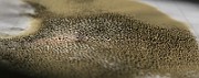 IMG_0424s