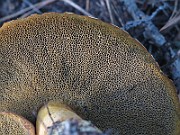 IMG_7591