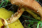 IMG_0402