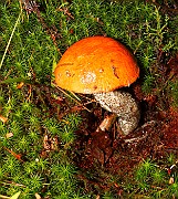 Leccinum vulpinum