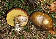 Suillus luteus