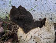 IMG_5962