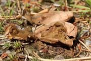 IMG_1078