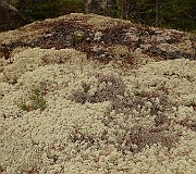 Lichen (IMG_0838)