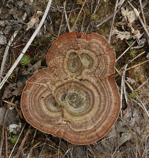 Polypore2a.jpg
