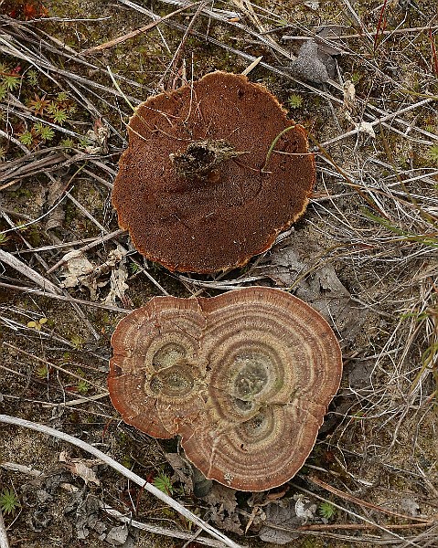 Polypore2b.jpg
