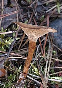 IMG_7616