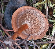 IMG_7619