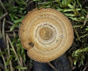 IMG_7620