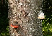 IMG_3731