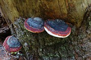 IMG_5934