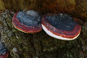 IMG_5936