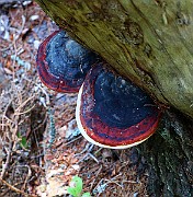 IMG_5939