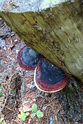 IMG_5940