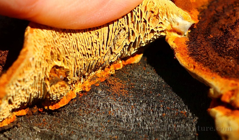 IMG_1227b.jpg