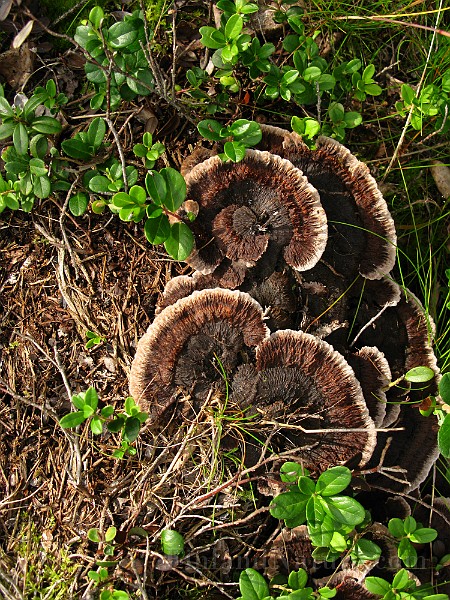 IMG_5940.jpg