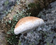 IMG_3797
