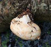 IMG_3799