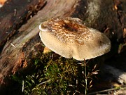 IMG_1619