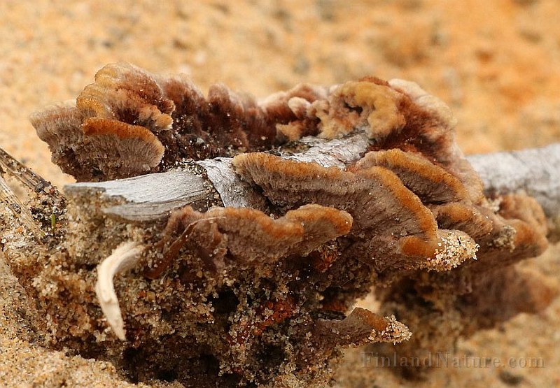 Polypore1c.jpg