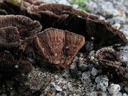 IMG_3677