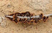 Polypore1a