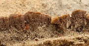 Polypore1b