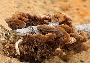 Polypore1c