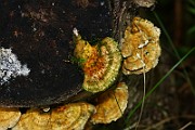 IMG_2252