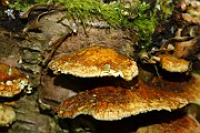 IMG_2255