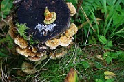 IMG_2258