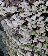 IMG_3295b