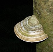 POLYPORES (Bracket Fungi)