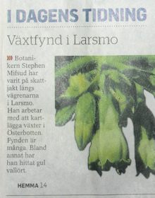 Newspaper Cutting (Osterbottens Tidning 1-Aug-2010)