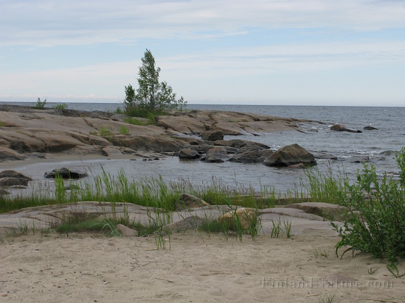 Coastal Areas.jpg -    ROCKY COASTS and SHORES:    These constitute another important natural habitat especially in the western and southern area of Finland which is lined by the open sea. Species are adapted to grow in little soil in rock gaps and pockets and tolerate brackish water conditions such as Myrica gale, Subularia aquatica, Parnassia palustris and Hippophae rhamnoides