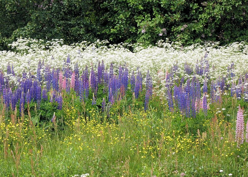 Colourful Wild Flowers.jpg -    MEADOWS and ROAD DITCHES    Surprisingly, this restricted and semi-cosmopolitan habitat offer a rich biodiversity of plants owing to of the deep fertile soil and partial to full sunshine it offers. Certain fastidious plants adapt themselves well and dominate this habitat, while they do not cope in deprived soil or ground like in rocky, sandy, flooded or shaded habitats. Plants in this habitat usually have colourful flowers since they are pollinated by insects.