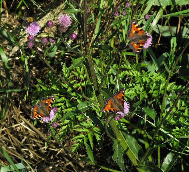 Flourishing_Nature.jpg -  Butterflies:  Plenty of different flowers attract various types of pollinators such as these colourful butterflies.