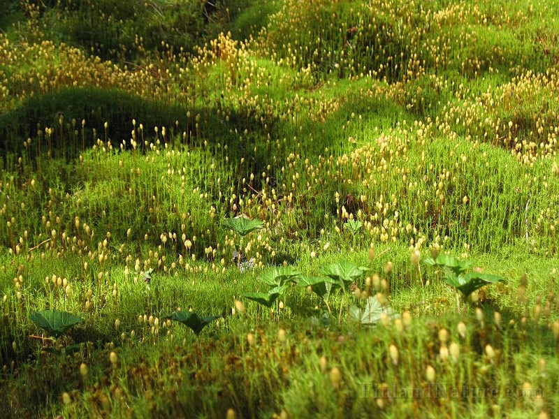 Forest Mosses.jpg -   Moss forest  Humps of mosses in damp habitats located in semi-shaded forests.
