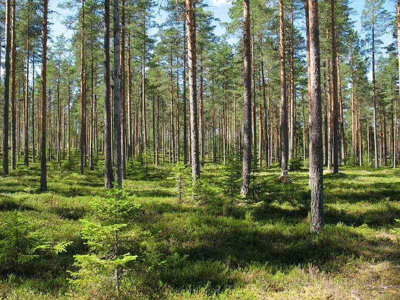 Forests.jpg -   FORESTS:    The largest natural habitat in Finland consists of dense forests  of conifer trees (eg: Picea, Pinus, and Larix), and deciduous, broad-leaved trees (eg: Alnus, Betula, Popolus, Salix and Sorbus). Lower plants are adpted to grow in shade and include a number of berry-fruiting shrubs namely species of Rubus, Vaccinium and Erica.