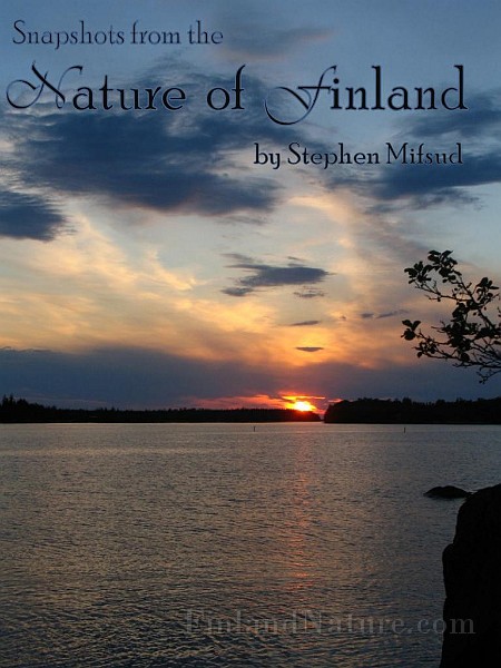 Nature of OstroBothnia (Finland).jpg -  Nature of  Finland   - An Illustrative Website by Stephen Mifsud,  about the nature of Filand mostly based on plant species found in the central Western coast of Finland known as Ostrobothnia (Ostero Bottnia). This website also features species of funghi, mosses and fauna.